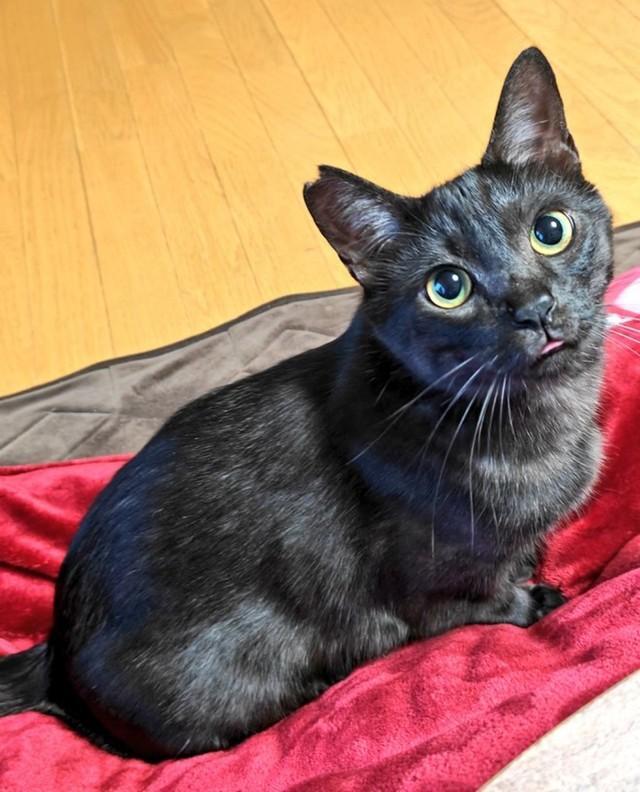 寿々さんの自宅で幸せに暮らしている虎くん（画像提供：寿々さん）