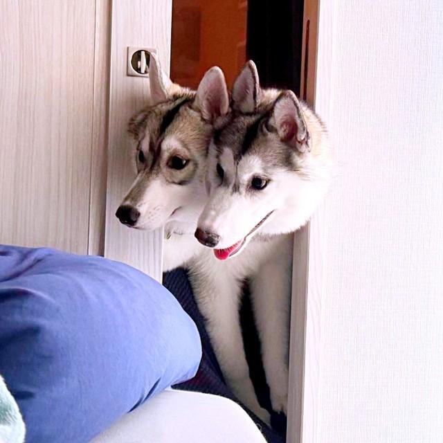 扉からにょき！ 顔を覗かせる（左から）ハーフドームちゃんとエルキャピタンちゃん（画像提供：ハスキーのエルキャピタンとハーフドームさん）