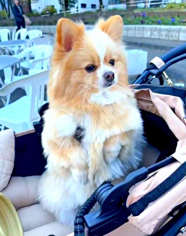 ママがいなくなったことに気づいて震えるピカルディくん（画像提供：ポメのピカルディさん）