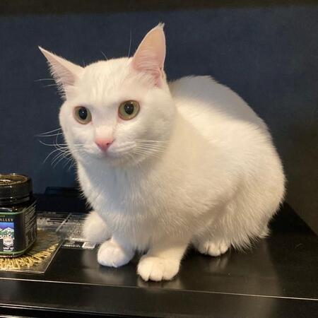 保護猫きょうだい一緒にお迎えしたかった…苦しくて涙も子猫と新たな生活　ツンデレ姫の甘えん坊ぶりに翻弄される幸福の日々