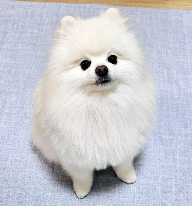 真っ白な被毛ときゅるんとした瞳が愛らしいレオくん（画像提供：ポメラニアン レオさん）