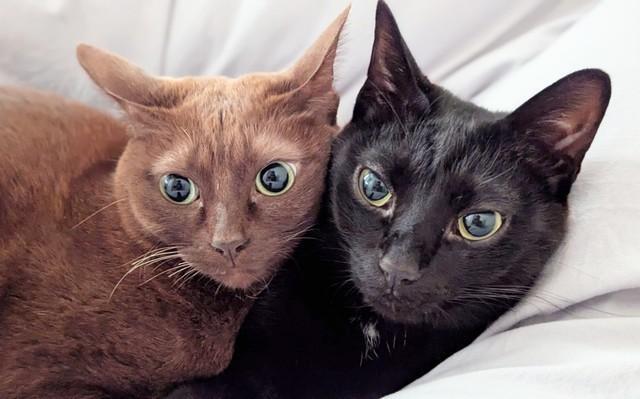 3歳になった（左から）はるちゃんとしゅんくん（画像提供：はるしゅんさん）