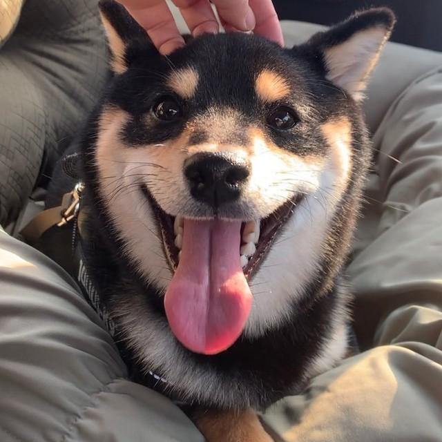 にっこり笑顔がキュートなサスケくん（画像提供：黒豆柴のサスケさん）