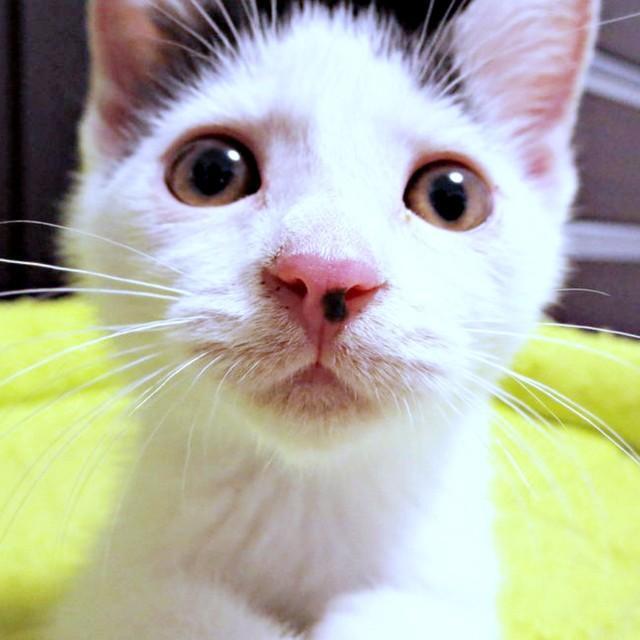 2014年8月、生後推定1.5カ月、段ボール箱に入れられ遺棄されていたばんちゃん（画像提供：ふぅさん）