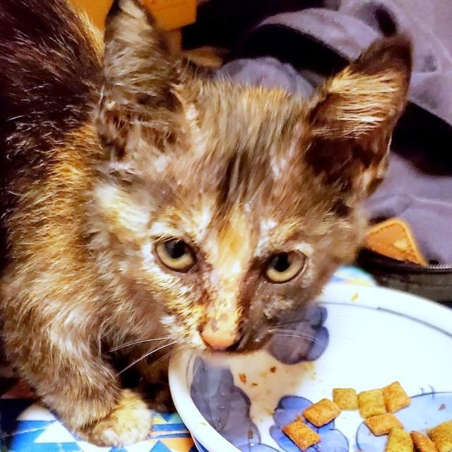 保護翌日、疥癬や耳ダニなど衰弱していたるいちゃん（画像提供：さびたさん）