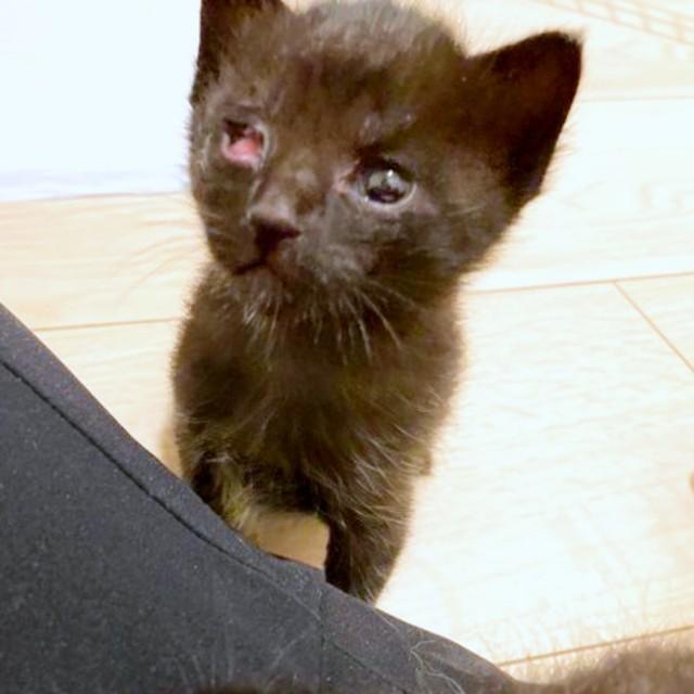 お迎え前、預りさん宅にいるころのリクくん（画像提供：くうちゃんちゃんとリク(の姉ちゃん)さん）