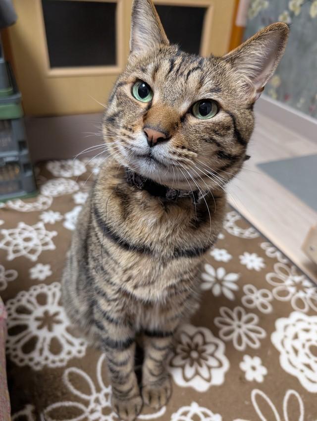 凛々しい顔つきがカッコいい大福くん（画像提供：豆大福さん）