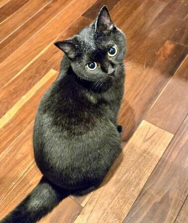 「放っておいたら死んでしまう!」道端で衰弱して動けなくなっていた子猫 お迎え後は“夜の運動会”を繰り広げるほど元気いっぱいに成長