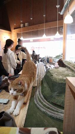 コロナ禍の倒産を救った!猫たちが鉄道ジオラマを闊歩するあの名物食堂が新装開店 インバウンドも増えて連日満席…客の反応は?初日レポ
