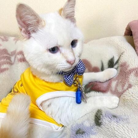 日に日に弱っていく野良の子猫…「このままじゃ年を越せない」と保護して2年 真っ白の被毛が茶色に変わって“別猫”に!