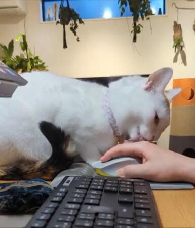 「仕事しようとすると」猫がマウスを持つ手を…「一生仕事できない」「毛繕いしてるつもりかな」