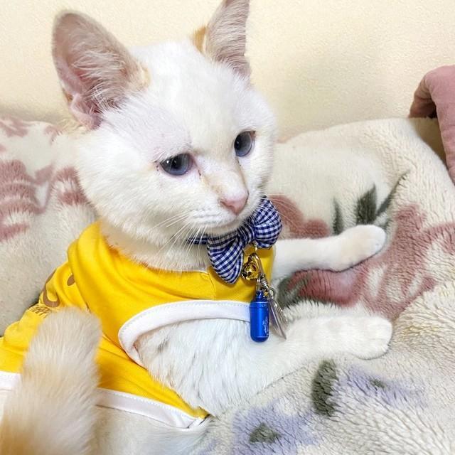 真っ白な被毛と宝石のように青い瞳が素敵なふうちゃん（画像提供：さびたさん）