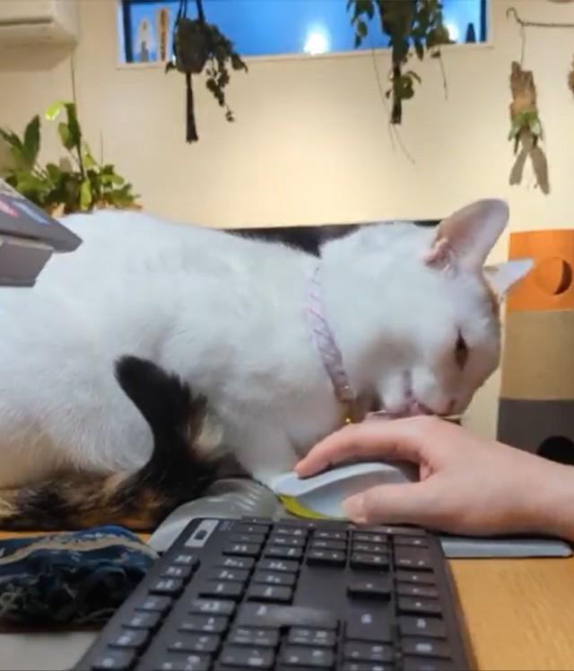 マウスを持つ手を舐める猫さん（画像提供：百円さん ※動画よりキャプチャ）