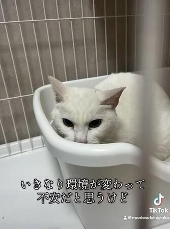 いきなり環境が変わって不安だと思う（「茂庭台にゃんこ～おうち見つけ隊～」さん提供、Xよりキャプチャ撮影）