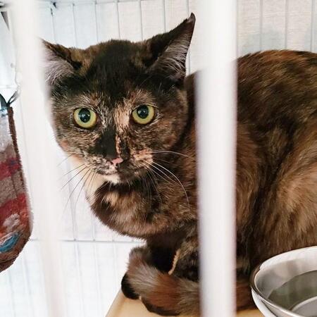 人慣れしていない保護子猫を迎えたら「シャー!」 先住猫とは仲良しになったけど…飼い主との距離を縮めるために試行錯誤した日々