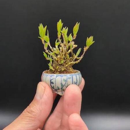 「豆盆栽」のヒメウツギ…小さな盆樹に咲く白い花、見事に仕立てられた一鉢に反響「美しい小宇宙」「心の声が聞こえる」