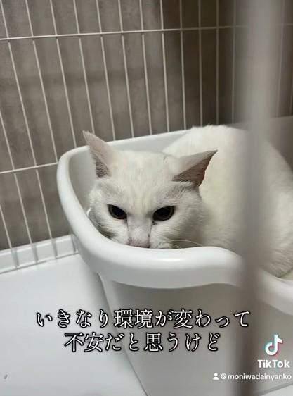 いきなり環境が変わって不安だと思う（「茂庭台にゃんこ～おうち見つけ隊～」さん提供、Xよりキャプチャ撮影）
