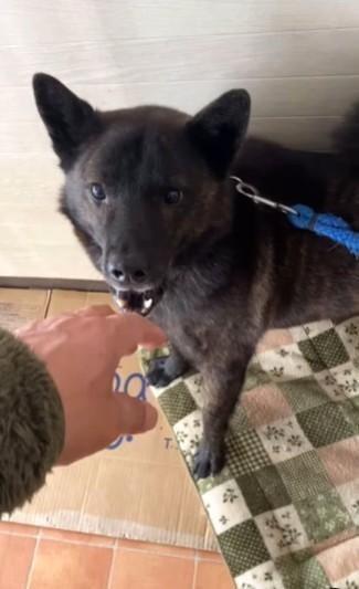 かみ付き犬に体罰を与えることなく、しつける方法とは？（「いわき甲斐楽園」さん提供、Instagramよりキャプチャ撮影）