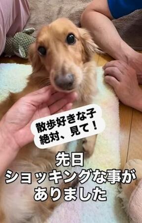 「ドッグマッサージ師」に愛犬の「散歩2カ月禁止」と告げられ、衝撃の飼い主→かかりつけ医に診てもらうと…