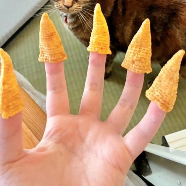 全人類がやるコレを、猫に見せてみると…（ハナさん提供）※一部トリミング