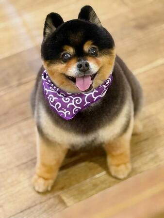 犬と桜の写真を撮ったけど…思ってたのと違う「モヤっとする」姿に爆笑 志村けんさんの「東村山音頭」!?