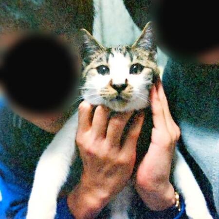 高齢女性の施設入所で飼い猫が…→中学生息子「自分が飼う!」15年後、幸せなシニア猫に
