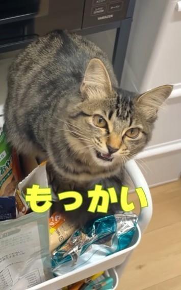 ワゴンからご飯を催促する猫ちゃんが話題に（飼い主さん提供、Instagramよりキャプチャ撮影）
