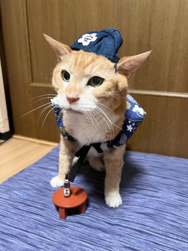 20歳＆ウチの子20年を迎えた安兵衛くん（画像提供：ここべさん）