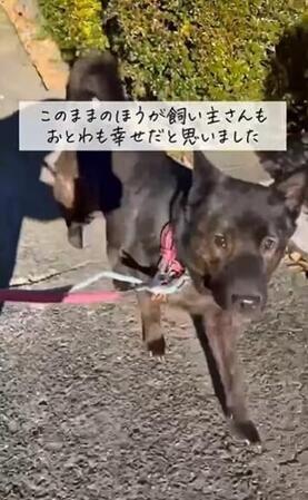 高齢飼い主が施設に入所、犬は絶望…→保護団体が散歩サポートしたが、「犬の笑顔が消えた」別れの日、飼育考えるきっかけに