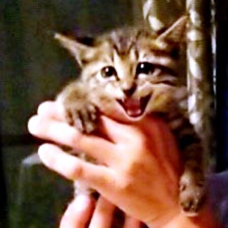 母猫から託された2匹の子猫　兄猫が妹を支えすくすく成長、母猫は天国へ「母猫は子を人間に託すことがある」