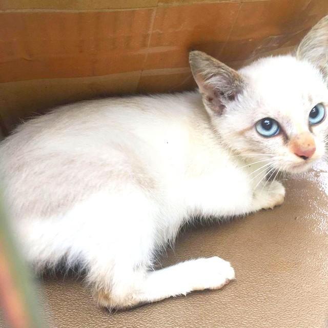 生後3カ月ころ、飼い主さんと出会ったルールーちゃん（画像提供：kaoruさん）（画像提供：kaoruさん）