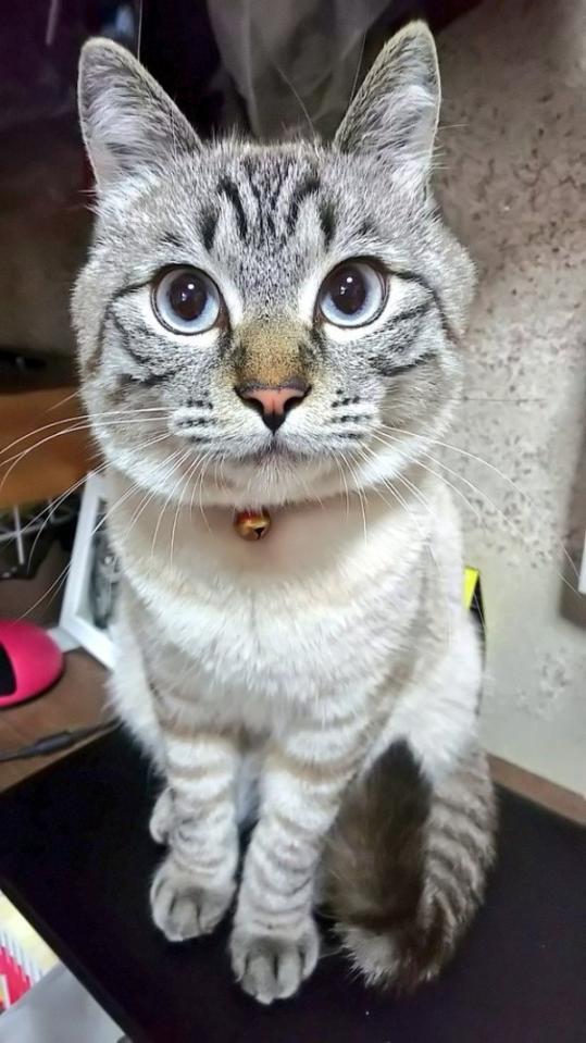 美しいブルーの瞳が素敵！ カッコいいイケニャンへと成長したリオくん（画像提供：めかりんまるさん）