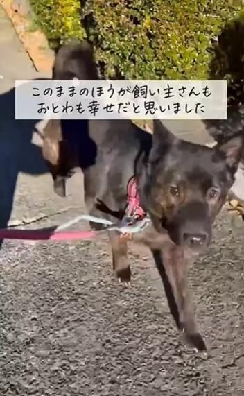 入所日が決まるまでの4カ月間、いきいきとしていたおとわちゃん（「おっぽの会」さん提供、Instagramよりキャプチャ撮影）