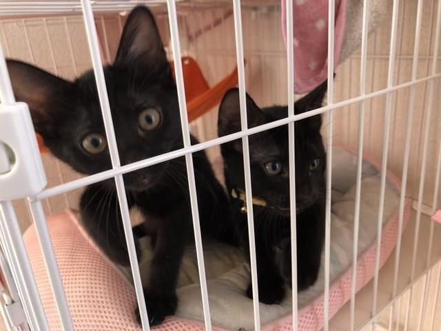 おうちに来た頃のゆきちゃん（左）とはなちゃん