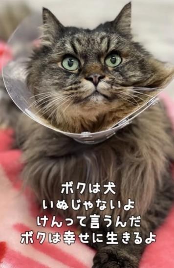 ぼくは（犬）いぬじゃないよ、（犬）けんっていうんだ(「しあわせにゃん家」さん提供、Instagramよりキャプチャ撮影)