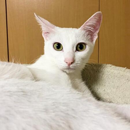 飼い主さんを見つめるトーイちゃん。美しい白猫へと成長しました（画像提供：安田武史さん）