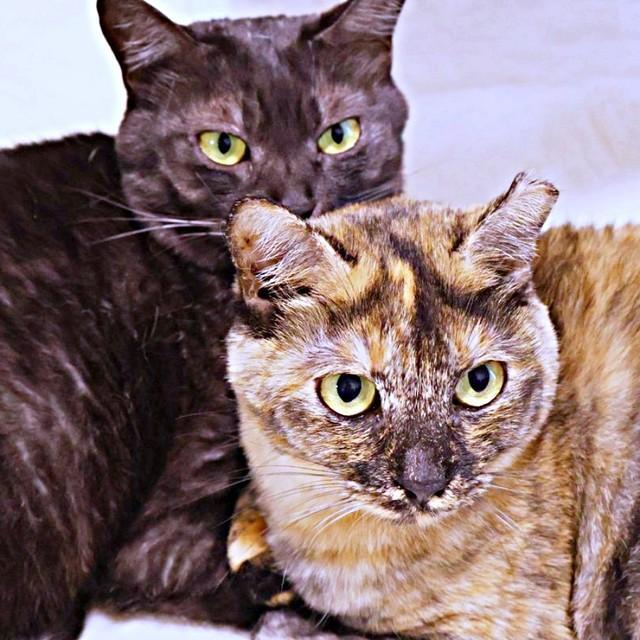 黒猫のシアちゃんとサビ猫のチャビ子ちゃん。並んでこちらを見つめる視線の先には、大好きな飼い主さんがいます（画像提供：木綿さん）