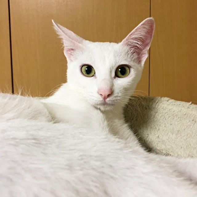 飼い主さんを見つめるトーイちゃん。美しい白猫へと成長しました（画像提供：安田武史さん）