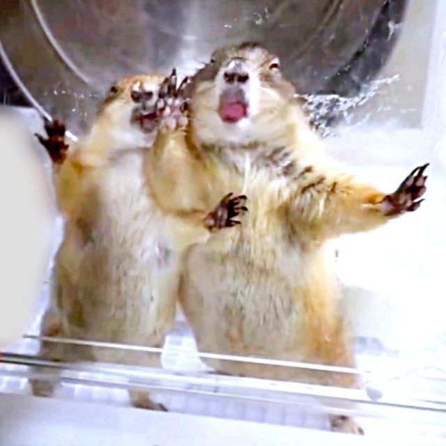 ケージの中でペロペロする（左から）めめちゃんとぬふくん（画像提供：やみの@Prairie dogさん）