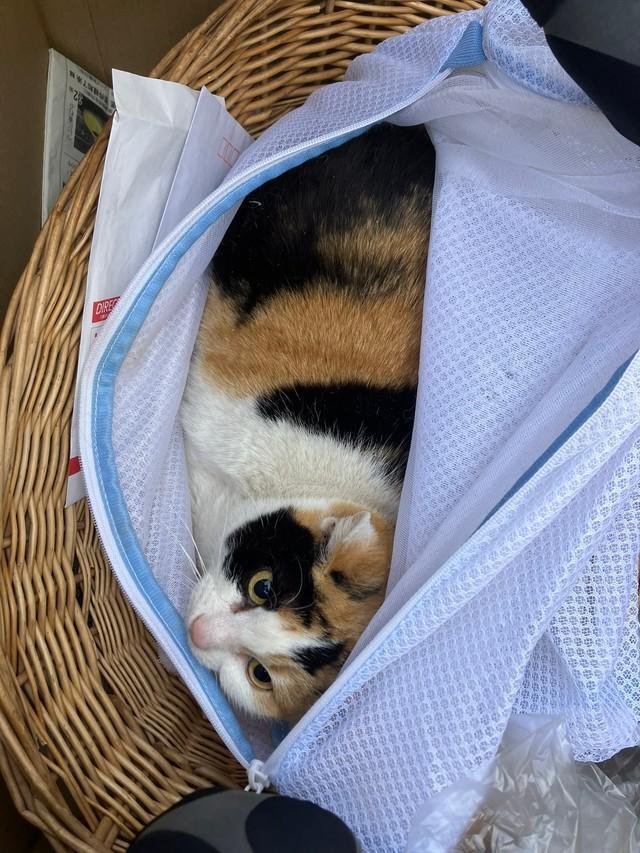 名前はミケちゃん。10歳以上の高齢猫だった(「tormenta」さん提供)