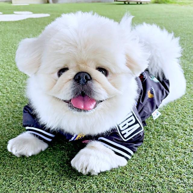 にっこり笑顔がキュートなぱるくん（画像提供：ペキニーズのぱるくん）