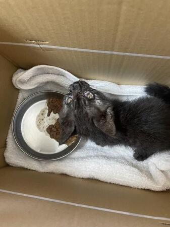 旅行先で娘が救った子猫　心臓病が判明し、隔離を選んだけれど…「寂しそうな目」に気づいた家族が見つけた“その子に合った幸せ”とは