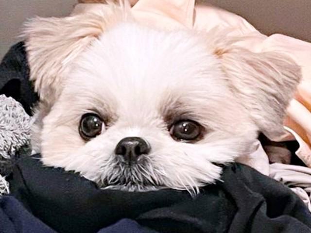 ひょっこり顔をのぞかせるみかんちゃん。意外な場所に埋もれていました（画像提供：みかん日記（犬）さん）