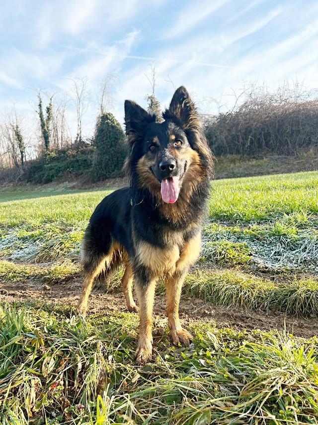 雄大な自然の中でひときわ目を引くチャーミングなReyちゃん（画像提供：Miniさん）