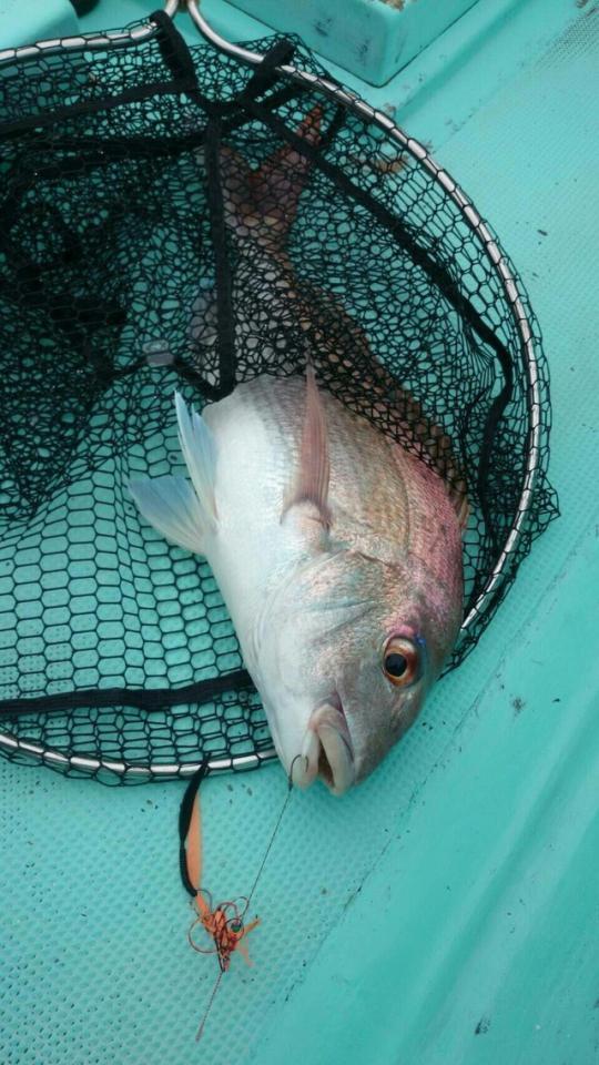 釣り針の混入…天然物の証と言う声も