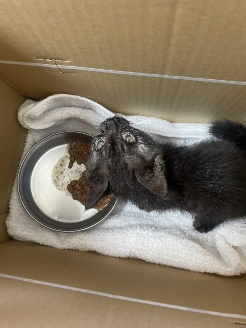 保護時は、素手で捕まえられるほど衰弱していた