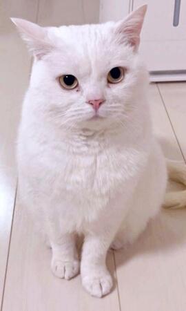 「今…おならしましたね!?」飼い主を睨みつける猫さん 真剣な表情に爆笑「怒ってるw」「詰め寄られてる」