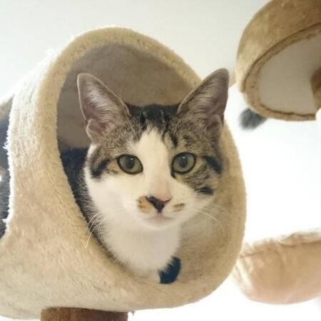 「満開の桜が見られなくなった」白血病と闘い3歳目前で旅立った愛猫 2年半の思い出を胸に “ペットロスの4年間”をどう生きたか