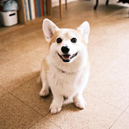 飼い主さん夫婦には甘えん坊（画像提供：ガブちゃんさん）