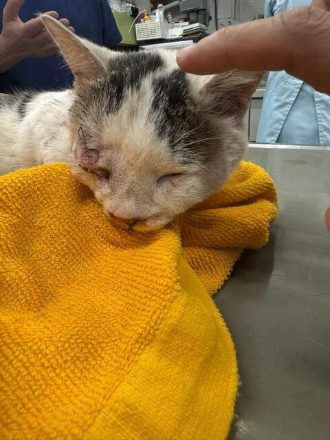 ひき逃げ！交通事故に遭った猫を保護 顎を骨折し入院「どうか回復し